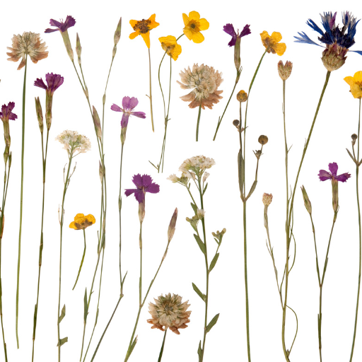 microwave flower drying