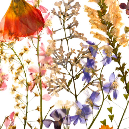 microwave flower drying