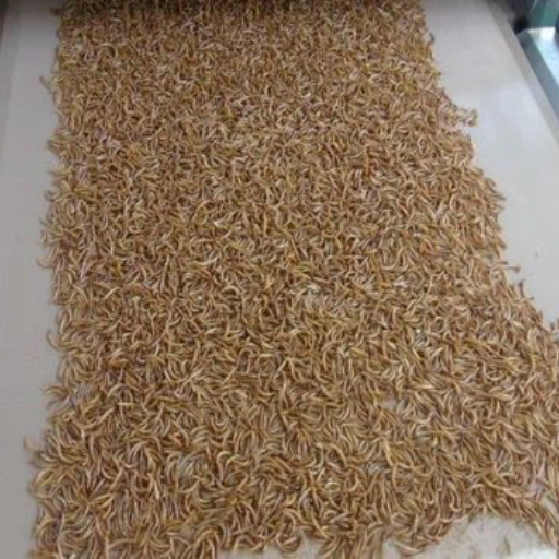 Efficient Drying Process with Black Soldier Fly Larvae Microwave Drying ...