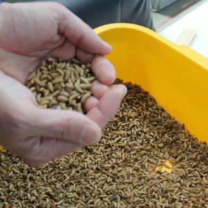 Dried Black Soldier Fly Larvae