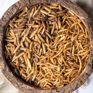 Dried Black Soldier Fly Larvae VS Mealworms