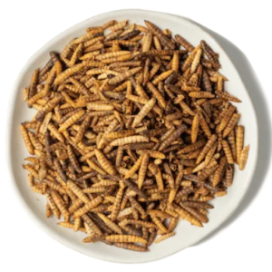 Dried Black Soldier Fly Larvae VS Mealworms