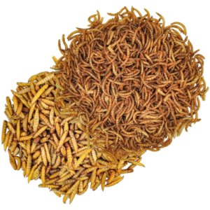 Dried Black Soldier Fly Larvae VS Mealworms