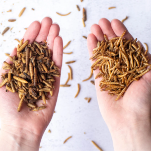 Dried Black Soldier Fly Larvae VS Mealworms