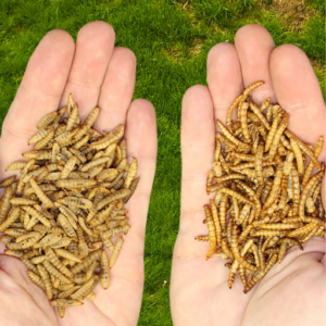 Dried Black Soldier Fly Larvae VS Mealworms