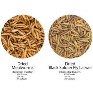 Dried Black Soldier Fly Larvae VS Mealworms