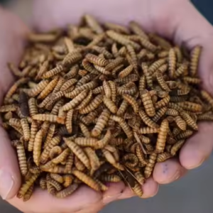 Dried Soldier Fly Larvae