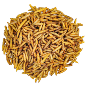 Dried Soldier Fly Larvae