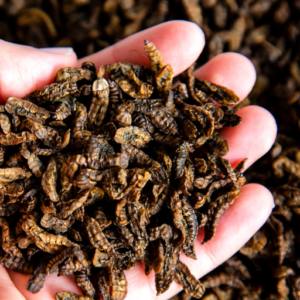 Dry Black Soldier Fly Larvae