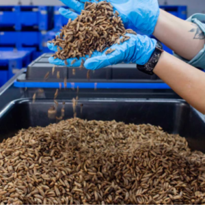 Dry Black Soldier Fly Larvae