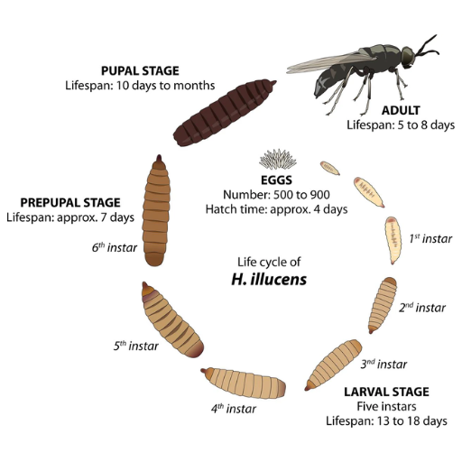 How Long Do Black Soldier Fly Larvae Last