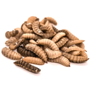 dried black soldier fly larvae vs mealworms