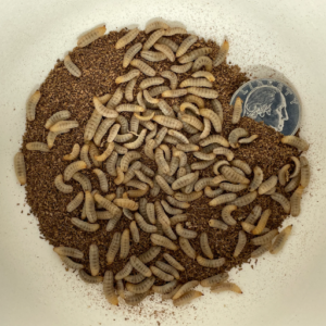 dried black soldier fly larvae vs mealworms