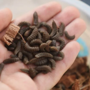 dried black soldier fly larvae vs mealworms