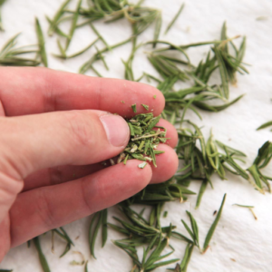 Microwave Drying Rosemary