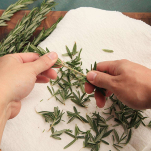 Microwave Drying Rosemary