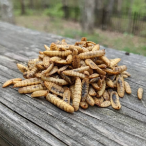 Store Black Soldier Fly Larvae