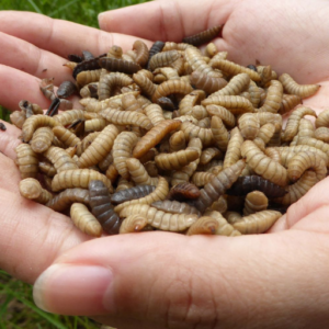 Store Black Soldier Fly Larvae