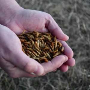 Store Black Soldier Fly Larvae