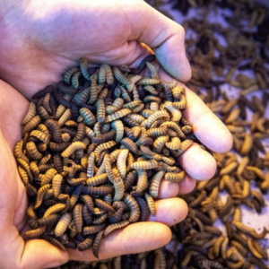 BSF Larvae For Broiler Chicken