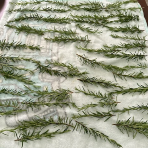 Dehydrating Rosemary