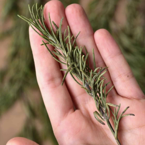 Dehydrating Rosemary