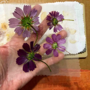 Diy Microwave Flower Press