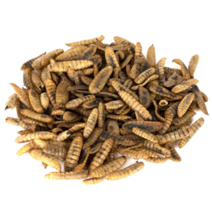 Dried BSF Larvae