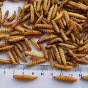 Dried BSF Larvae