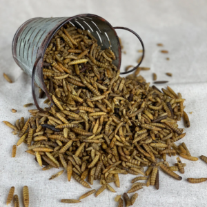 Dried BSF Larvae