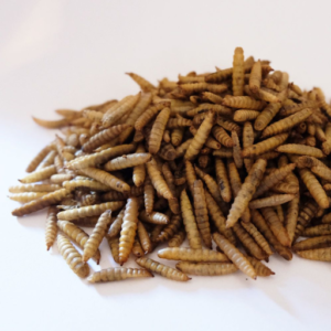 Dry BSF Larvae