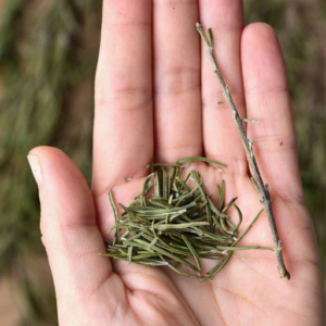 Dry Rosemary Quickly